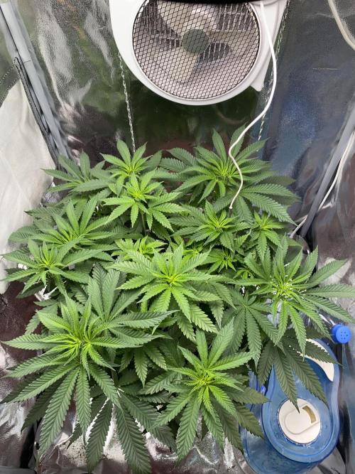 North light. Week 7