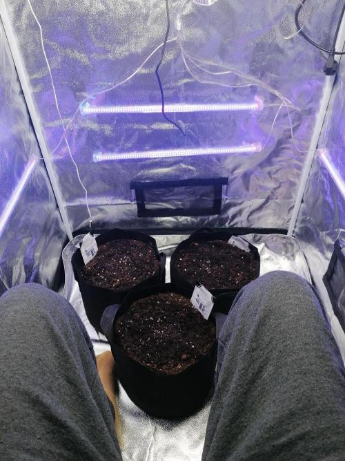 The begening 100w teuto led. Week 0 - 1.week