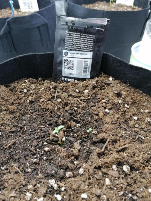 The begening 100w teuto led. Week 1