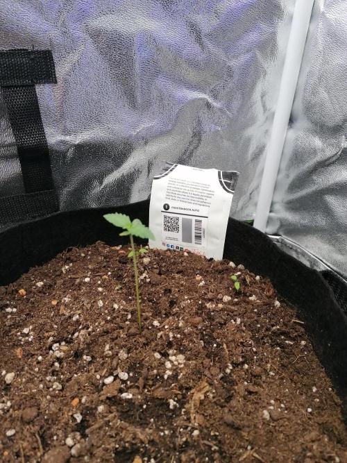 The begening 100w teuto led. Week 1