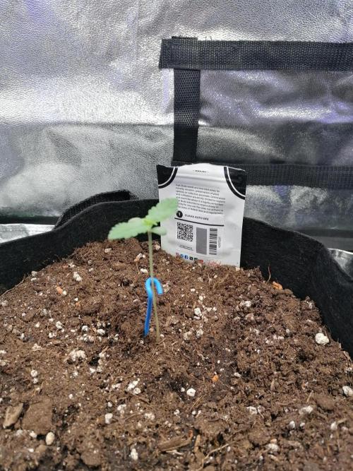 The begening 100w teuto led. Week 1
