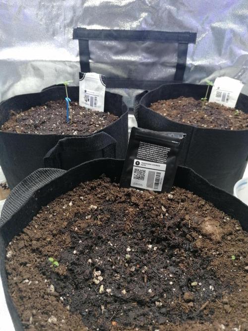 The begening 100w teuto led. Week 1