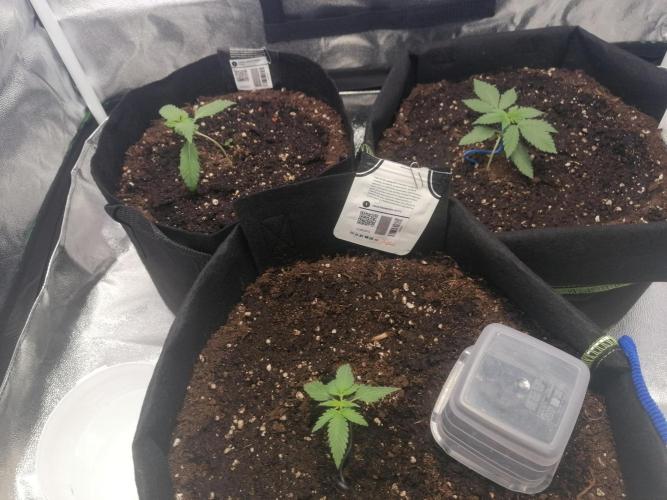 The begening 100w teuto led. Week 4