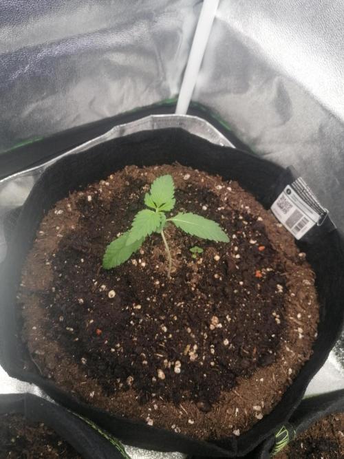 The begening 100w teuto led. Week 4