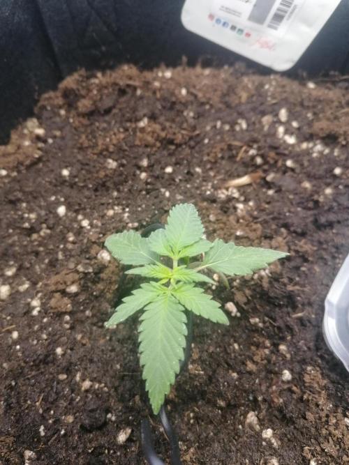 The begening 100w teuto led. Week 4