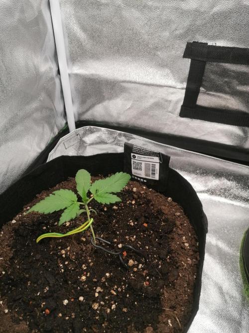 The begening 100w teuto led. Week 4