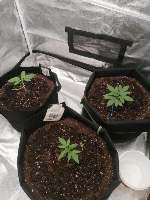 The begening 100w teuto led. Week 4