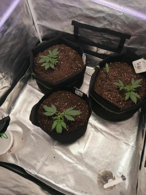 The begening 100w teuto led. Week 5