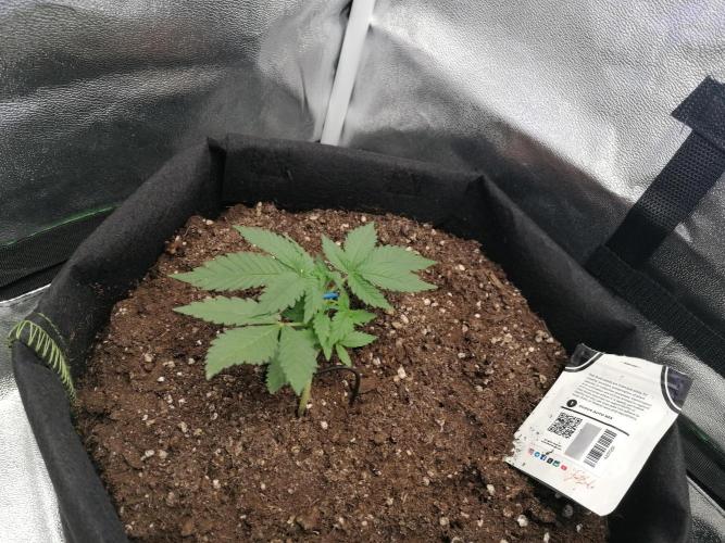 The begening 100w teuto led. Week 5