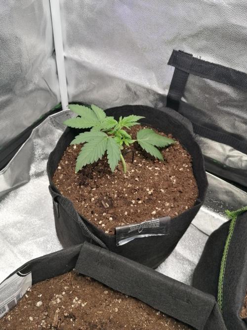 The begening 100w teuto led. Week 5