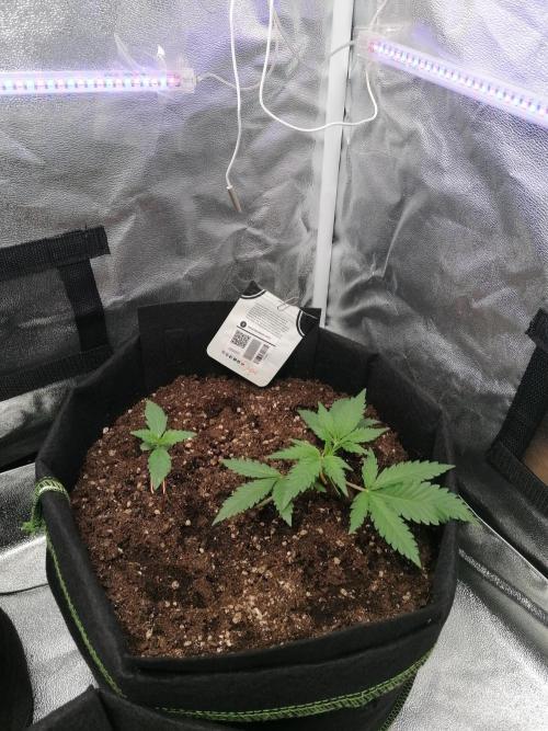 The begening 100w teuto led. Week 5