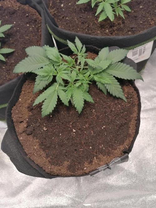 The begening 100w teuto led. Week 6