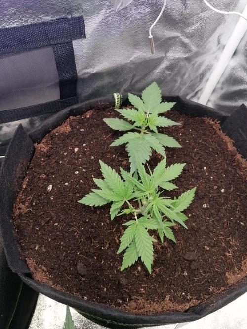 The begening 100w teuto led. Week 6