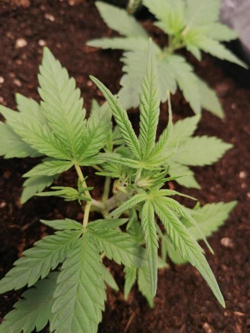 The begening 100w teuto led. Week 6