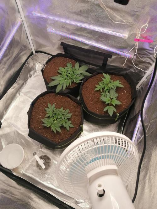 The begening 100w teuto led. Week 6