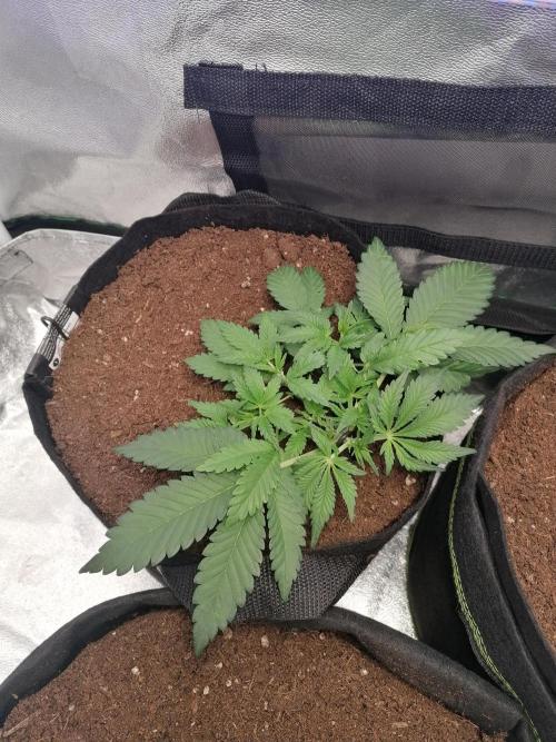 The begening 100w teuto led. Week 6