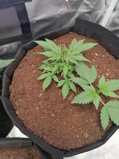 The begening 100w teuto led. Week 6