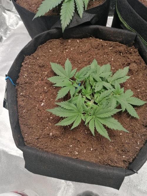 The begening 100w teuto led. Week 6