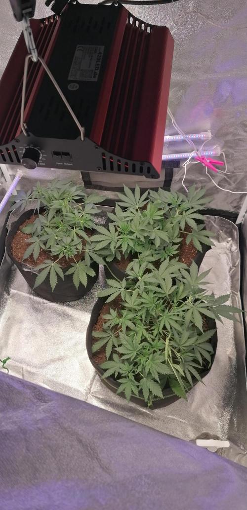 The begening 100w teuto led. Week 7
