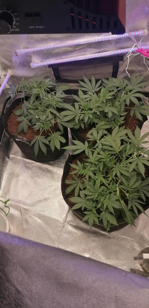 The begening 100w teuto led. Week 7