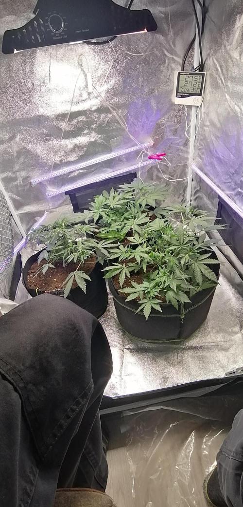 The begening 100w teuto led. Week 8