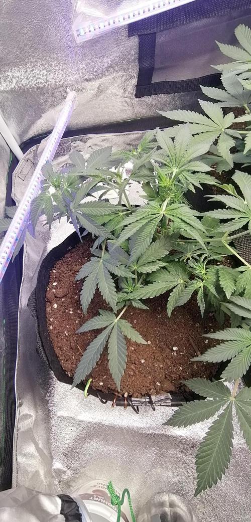The begening 100w teuto led. Week 8