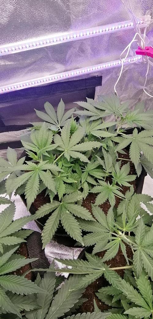 The begening 100w teuto led. Week 8