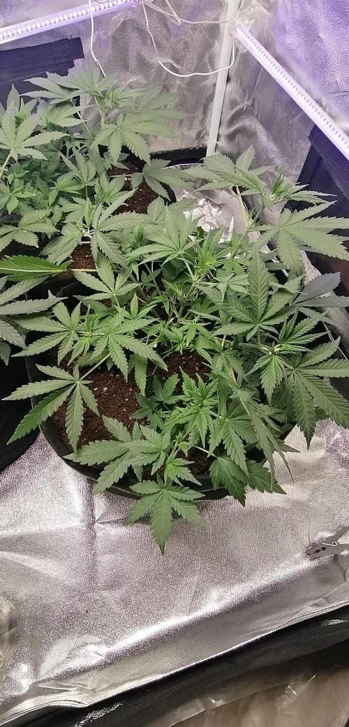 The begening 100w teuto led. Week 9