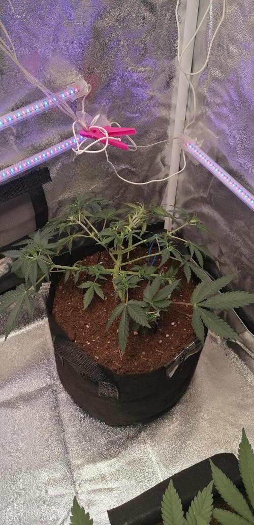 The begening 100w teuto led. Week 9