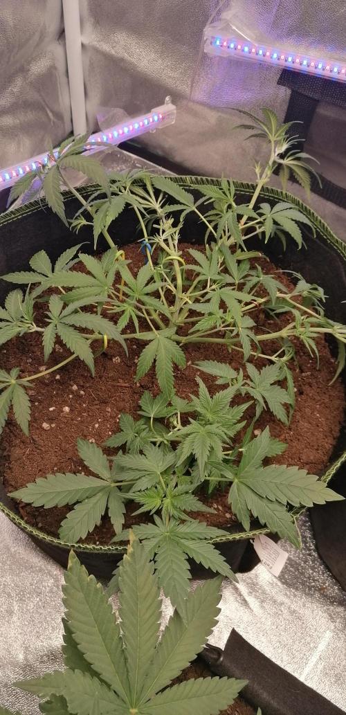 The begening 100w teuto led. Week 9