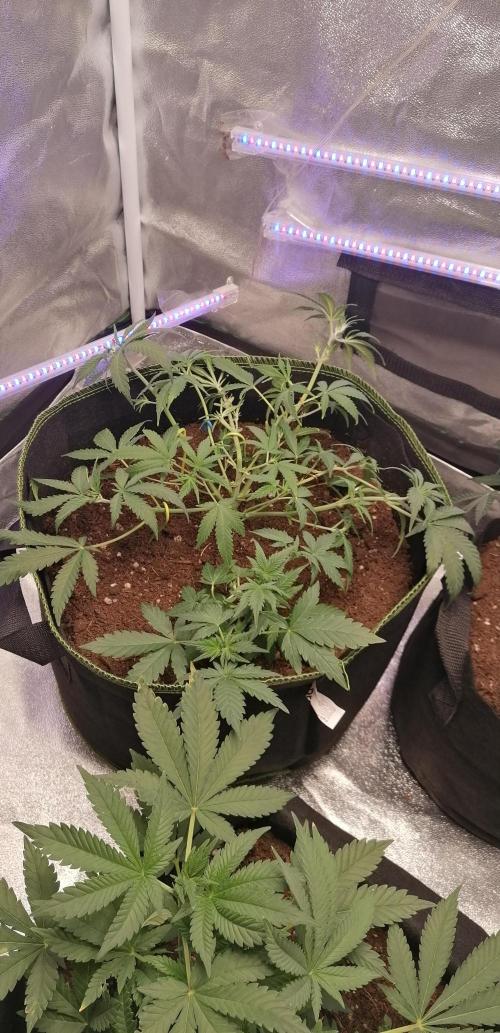 The begening 100w teuto led. Week 9