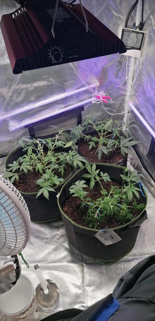 The begening 100w teuto led. Week 9
