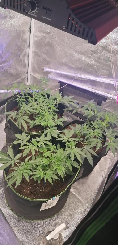 The begening 100w teuto led. Week 10