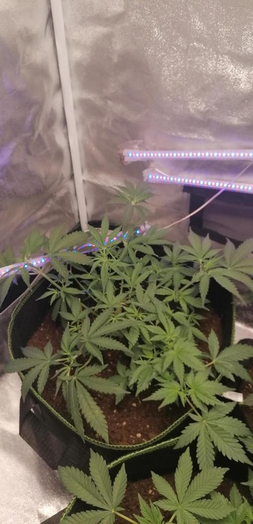 The begening 100w teuto led. Week 10