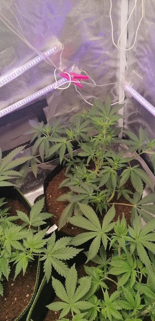 The begening 100w teuto led. Week 10