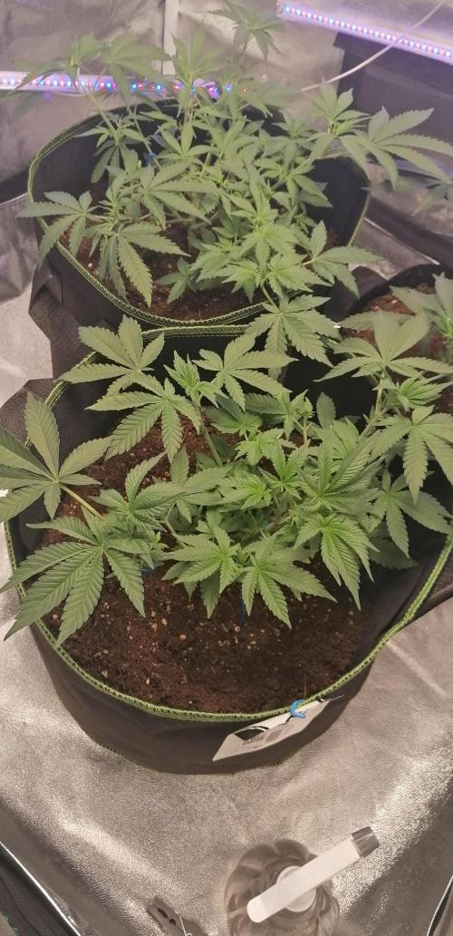 The begening 100w teuto led. Week 10