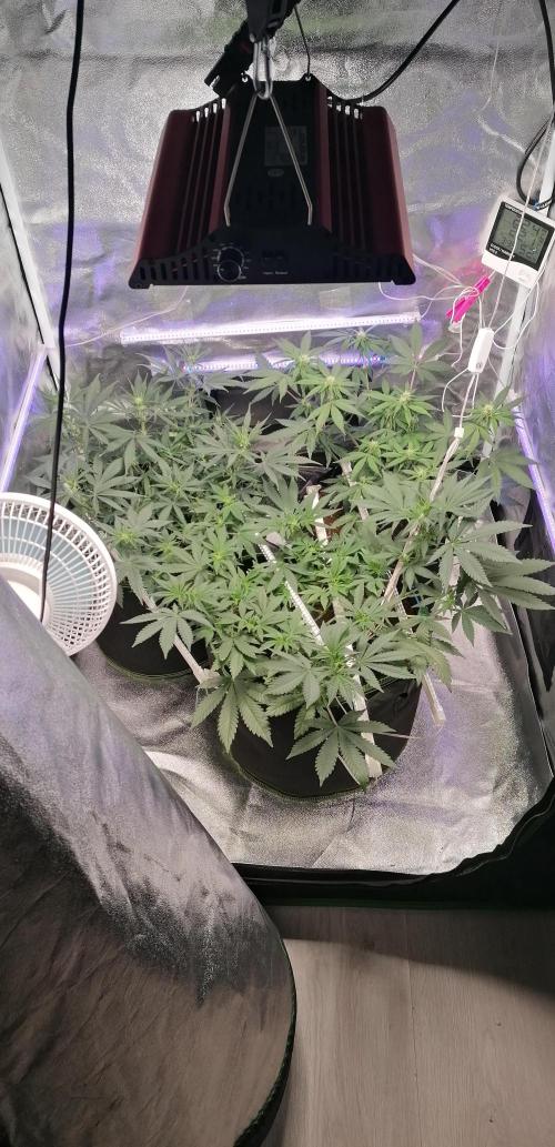 The begening 100w teuto led. Week 11