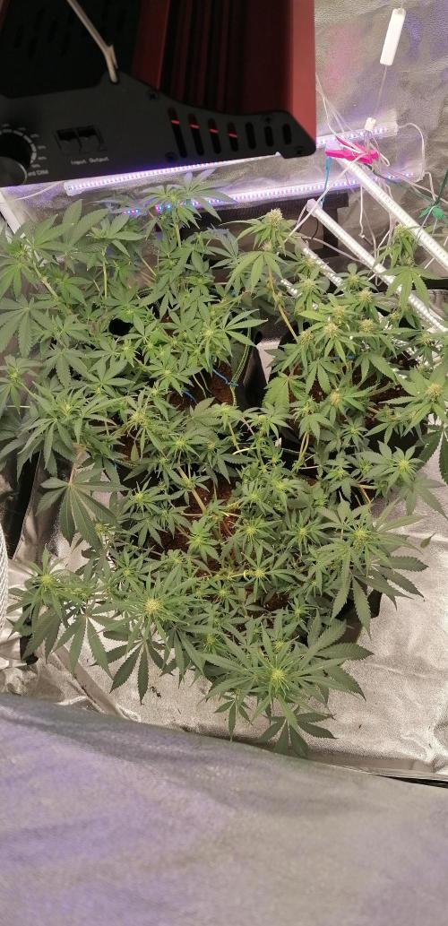 The begening 100w teuto led. Week 11