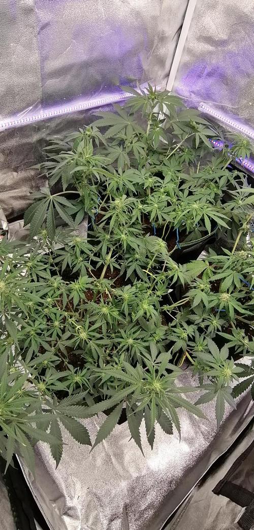 The begening 100w teuto led. Week 11