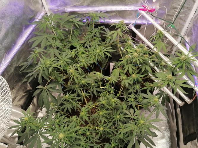 The begening 100w teuto led. Week 12