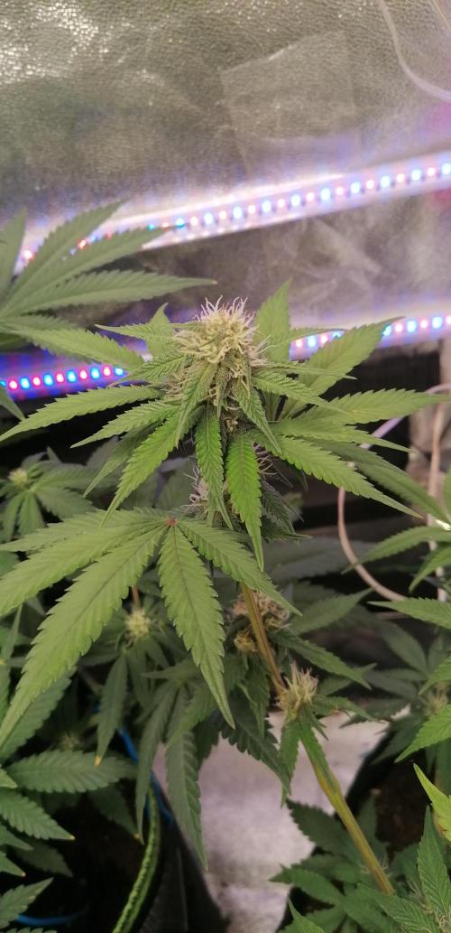 The begening 100w teuto led. Week 12