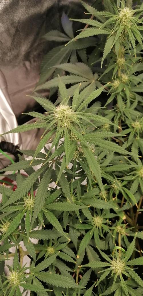 The begening 100w teuto led. Week 13