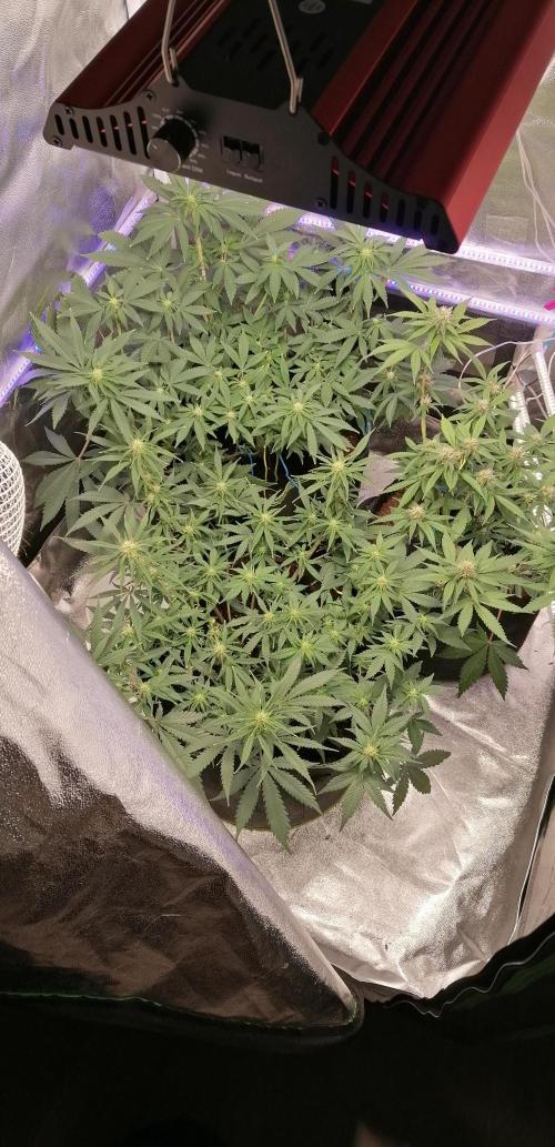 The begening 100w teuto led. Week 13