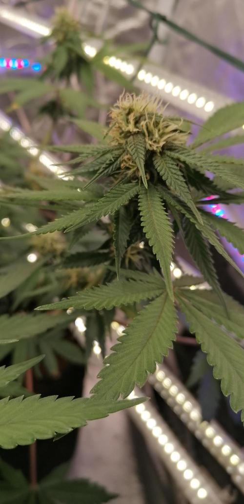 The begening 100w teuto led. Week 13