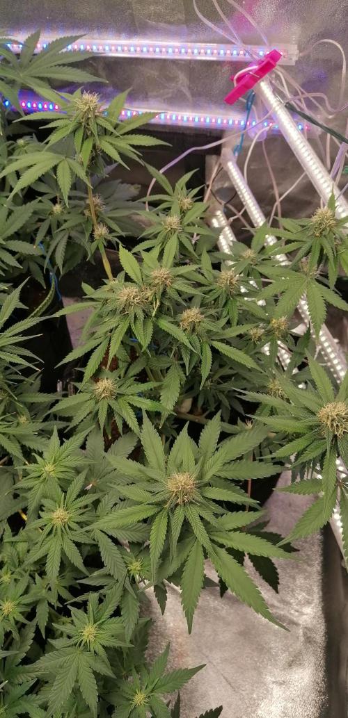 The begening 100w teuto led. Week 13