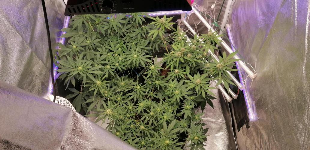 The begening 100w teuto led. Week 13