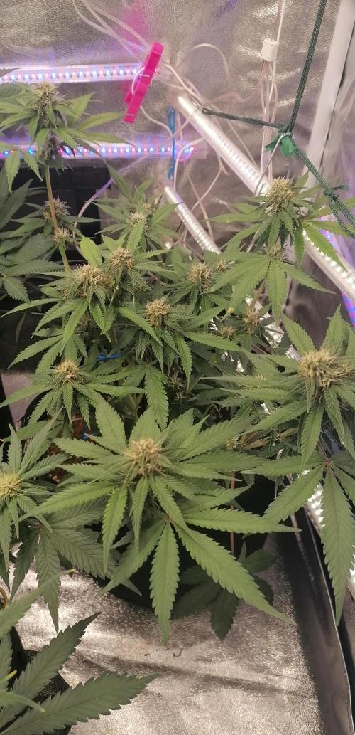 The begening 100w teuto led. Week 14