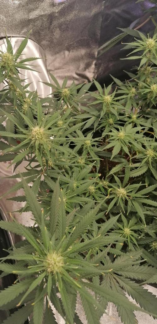 The begening 100w teuto led. Week 14