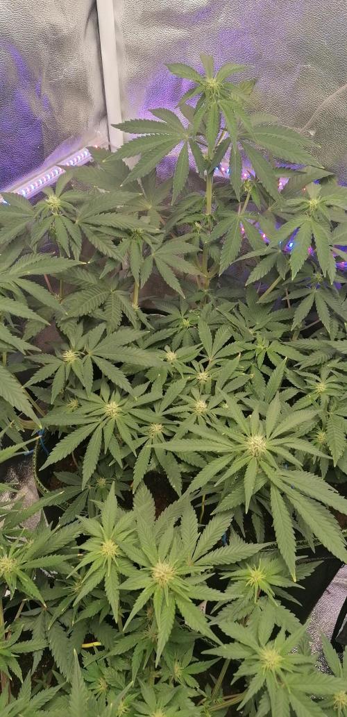 The begening 100w teuto led. Week 14