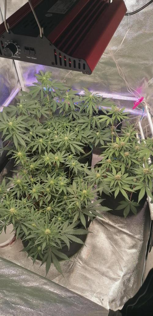 The begening 100w teuto led. Week 14